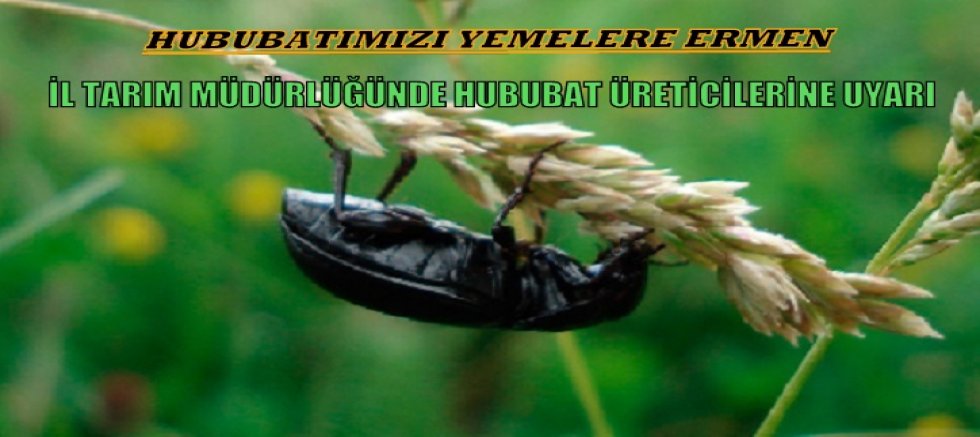 Ekin Kambur Böceği (Zabrus), Uşaklı Hububat Üreticilerini Tehdit Ediyor.