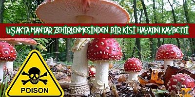 Doğada Her Bulduğunuz Mantarı Yemeyin