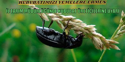 Ekin Kambur Böceği (Zabrus), Uşaklı Hububat Üreticilerini Tehdit Ediyor.