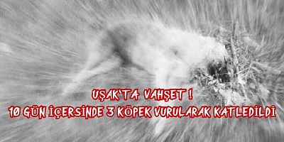 Seri Katil 10 Gün İçersinde 3 Köpeği Katletti.