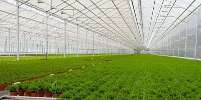 UŞAK BANAZ ORGANİZE TARIM BÖLGESİNDE PARALAR HESAPLARA GEÇTİ 